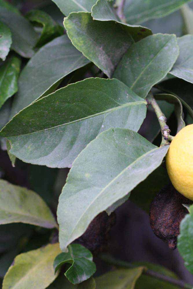            Sun leaves (Cook, Riverside, CA)   